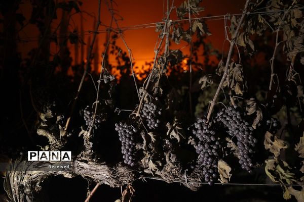 آتش سوزی در کالیفرنیا