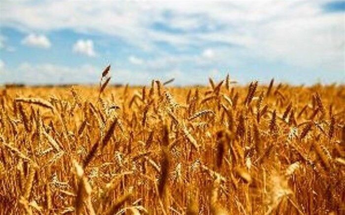 آغاز کشت پاییزه گندم و جو در استان اردبیل