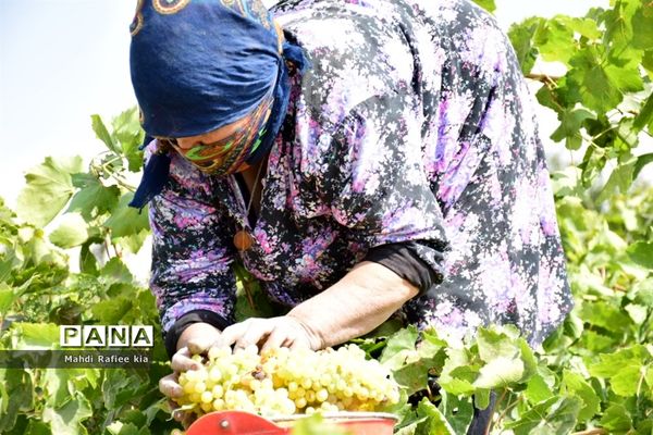 برداشت انگور و خط تولید کشمش در شهرستان ملکان