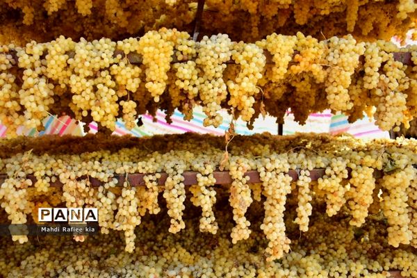 برداشت انگور و خط تولید کشمش در شهرستان ملکان