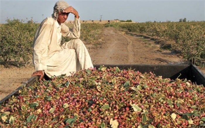 بیش از ۱۱‌ هزار تن پسته در سیستان و بلوچستان برداشت شد