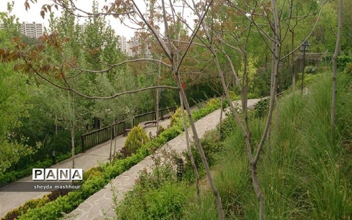 ۶۸ هزار هکتار جنگل‌کاری با بذر و نهال در کشور اجرا شد