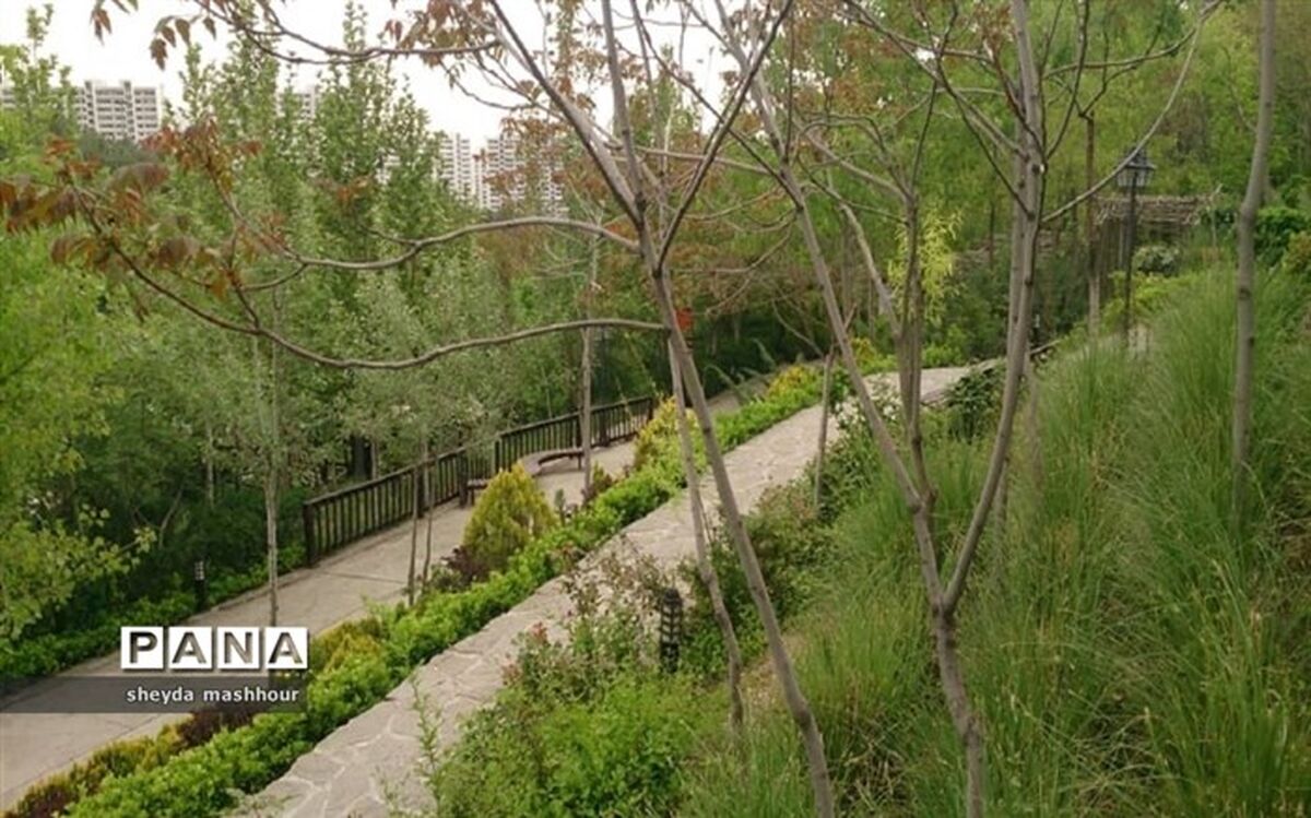 ۶۸ هزار هکتار جنگل‌کاری با بذر و نهال در کشور اجرا شد