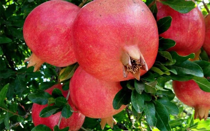 یاقوت های سرخ نی ریز روانه بازار شدند