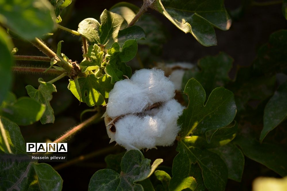خوداتکایی ۵۷ درصدی کشور در تولید پنبه
