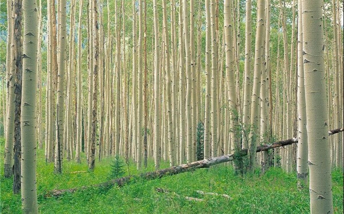 کشت صنوبر با توسعه طرح زراعت چوب افزایش می‌یابد