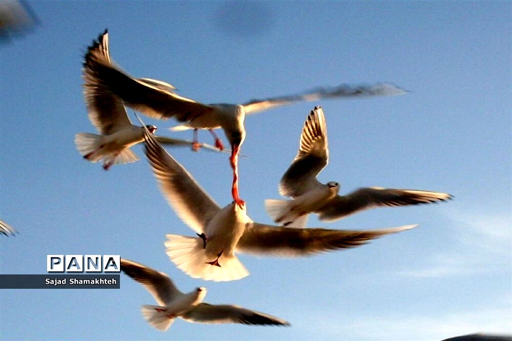 چهارشنبه ها با کارون  و کاکایی