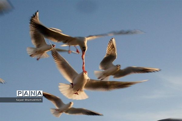 چهارشنبه ها با کارون  و کاکایی