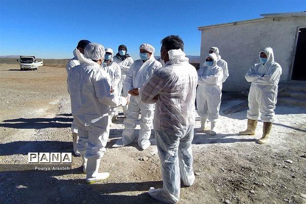 بازدید از عملیات معدوم سازی مرغداری درگیر با بیماری  آنفولانزا درشهرستان خوسف استان خراسان جنوبی