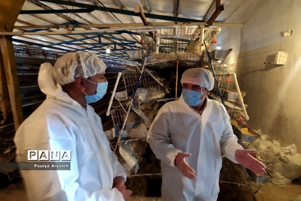 بازدید از عملیات معدوم سازی مرغداری درگیر با بیماری  آنفولانزا درشهرستان خوسف استان خراسان جنوبی