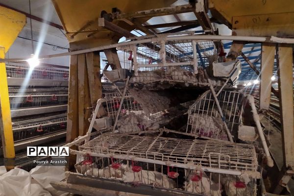 بازدید از عملیات معدوم سازی مرغداری درگیر با بیماری  آنفولانزا درشهرستان خوسف استان خراسان جنوبی