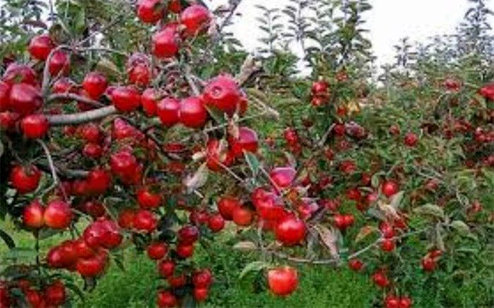 دماوند مهد سیب