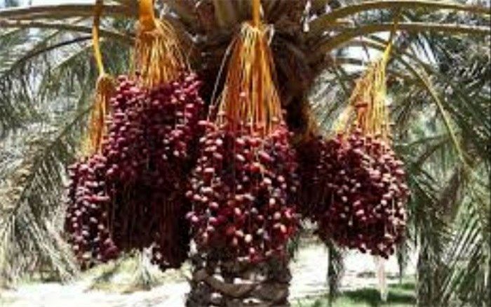 معاملات خرما از سه شنبه در بورس کالا آغاز می‌شود