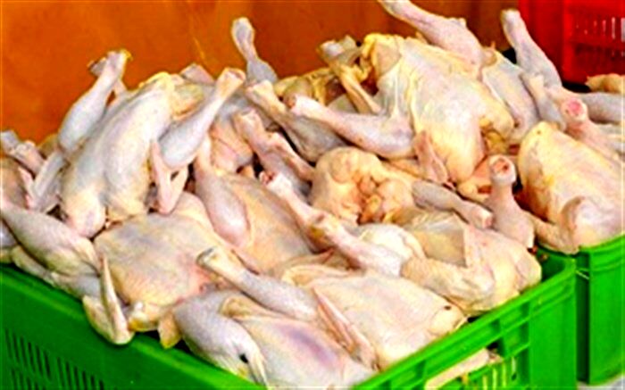 امکان تولید ۲ برابری گوشت مرغ با احیای مرغ آرین