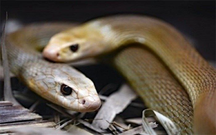 رکورد شکنی مرد هندی با حضور ۷۲ ساعته در قفس مار‌های سمی