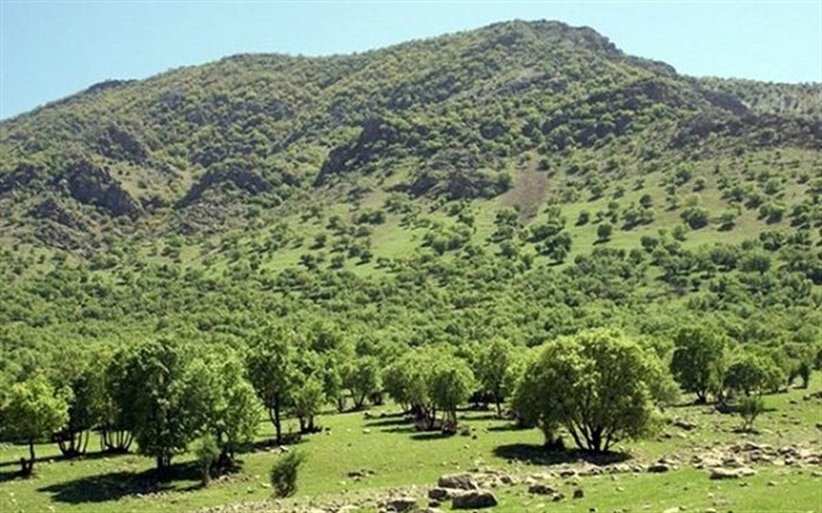 تمام جنگل‌ها و سواحل هرمزگان تا پایان سال سنددار می‌شوند