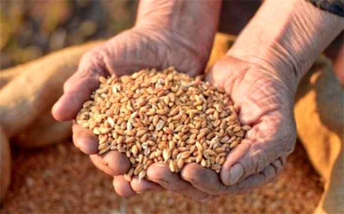 وابستگی کشور به واردات نهاده‌های دامی تا 10 سال آینده دو برابر می‌شود