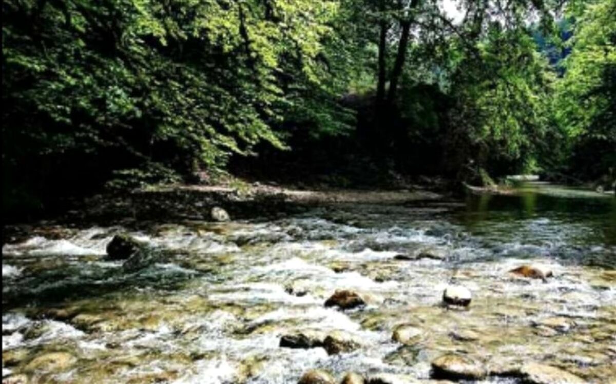 جنگل جیغ، پدیده ای مخوف درخراسان رضوی