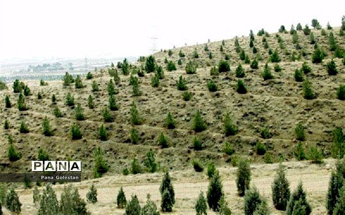 اجرای ۲۱ هزار هکتار جنگل‌کاری و زراعت چوب