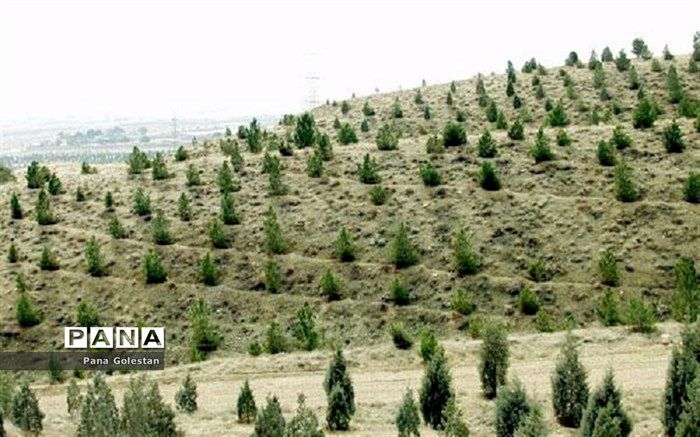 اجرای ۲۱ هزار هکتار جنگل‌کاری و زراعت چوب