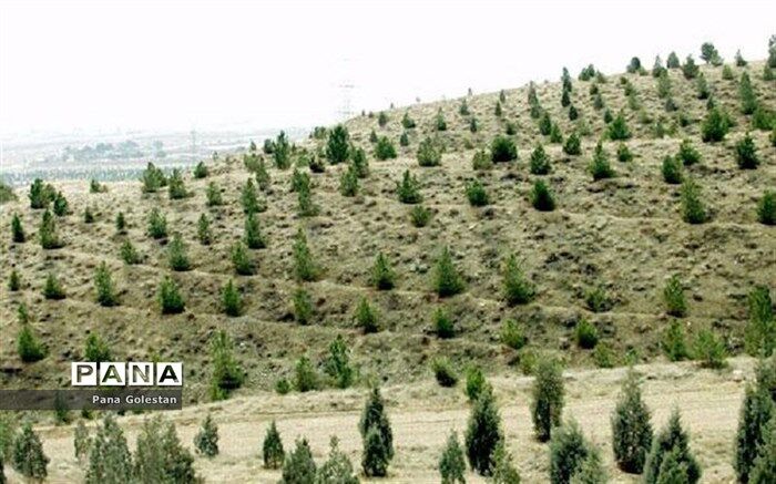 اجرای ۲۱ هزار هکتار جنگل‌کاری و زراعت چوب