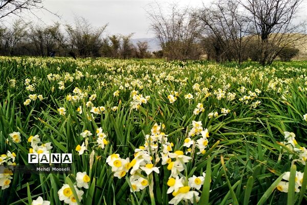 نرگس‌زارهای کازرون