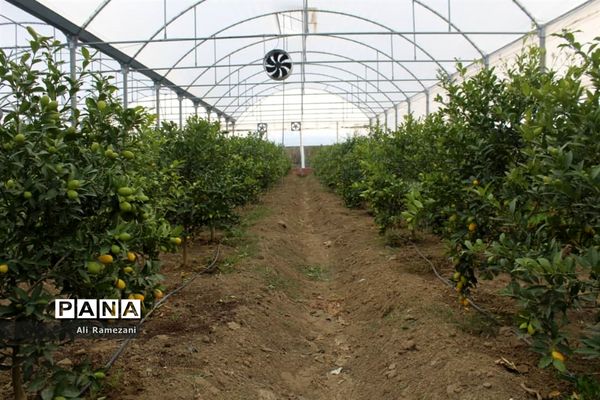 افتتاح چند پروژه‌ جهادکشاورزی در قائم‌شهر