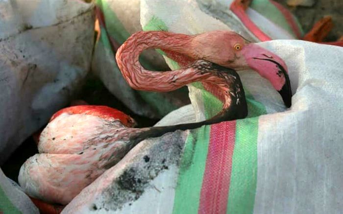 لایروبی نهرها؛ متهم ردیف اول مرگ پرنده‌های مهاجر