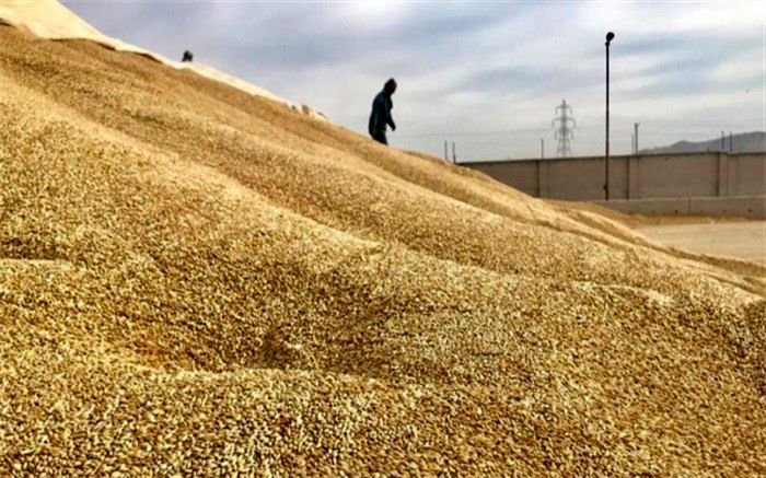 توزیع بیش از ۲٠ هزار تن نهاده دام و طیور در سیستان و بلوچستان