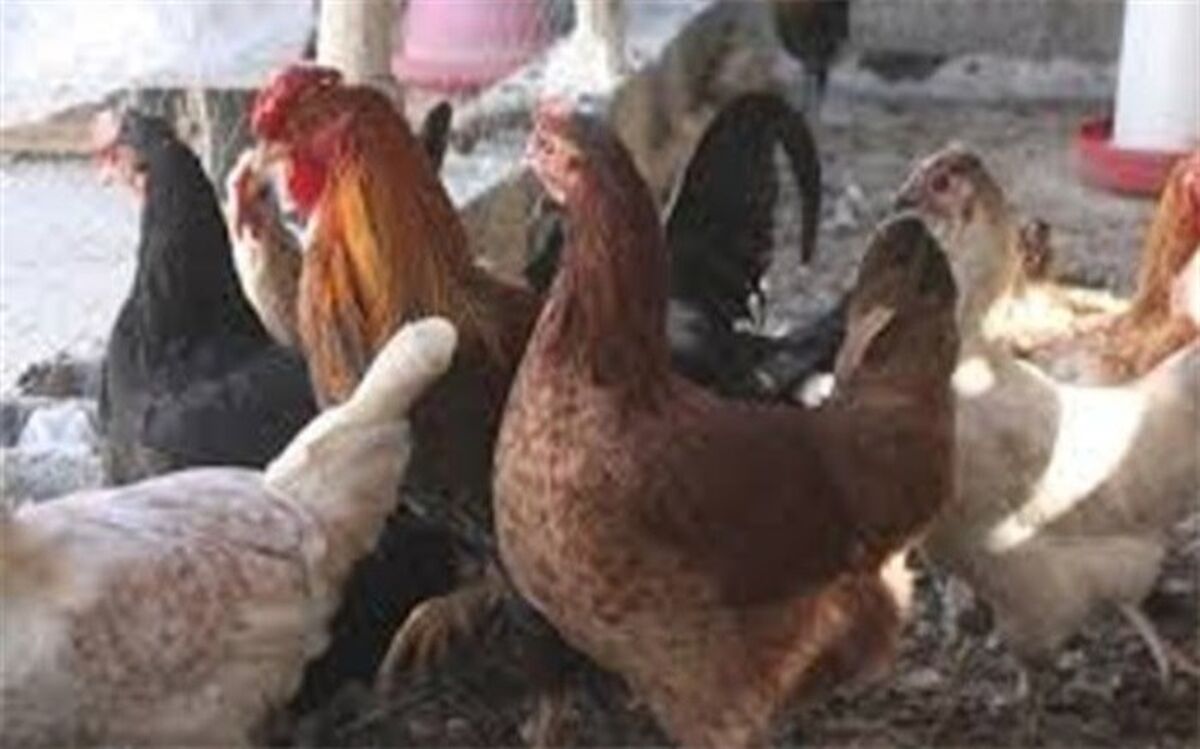 ۳۱۵ هزار قطعه طیور بومی در سیستان و بلوچستان واکسینه شدند