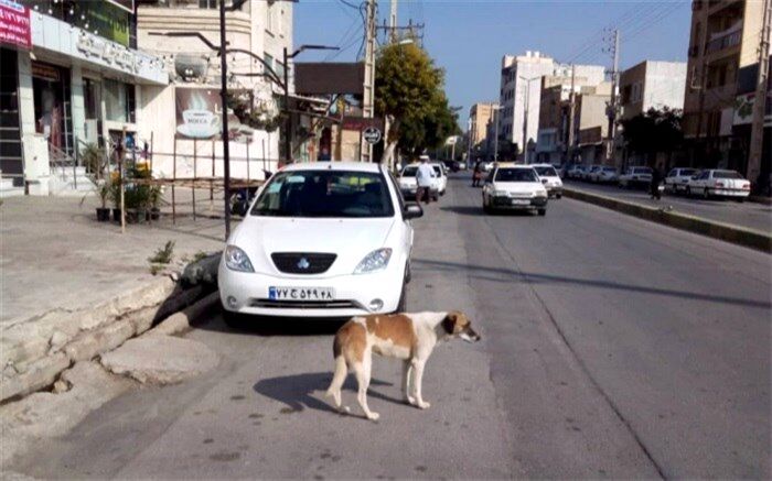 جولان سگ‌ها در کوچه و پس کوچه های بوشهر