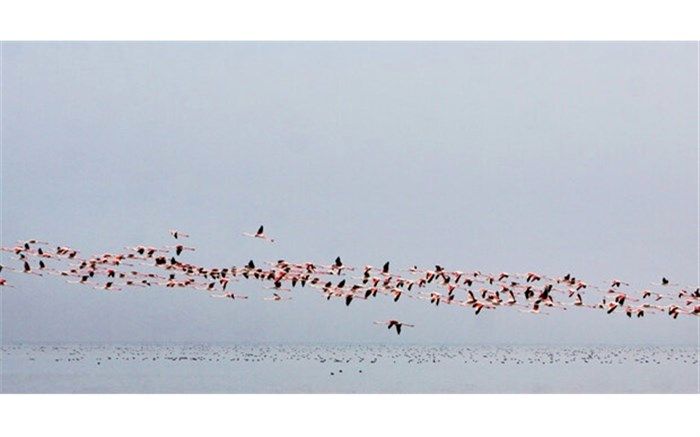 مردم از نزدیک شدن به پرندگان وحشی خودداری کنند
