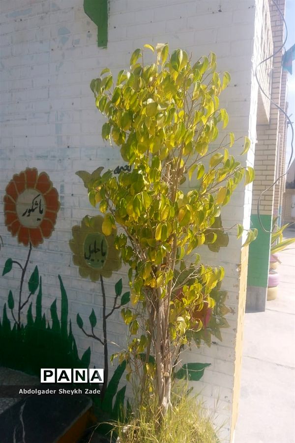 پرورش خلاقیت دانش‌آموزان در کنار پرورش گل و گیاه در چابهار