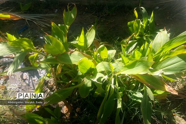 پرورش خلاقیت دانش‌آموزان در کنار پرورش گل و گیاه در چابهار