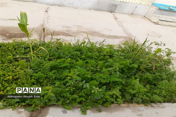 پرورش خلاقیت دانش‌آموزان در کنار پرورش گل و گیاه در چابهار