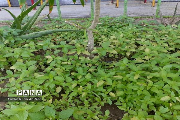 پرورش خلاقیت دانش‌آموزان در کنار پرورش گل و گیاه در چابهار