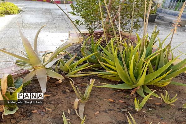 پرورش خلاقیت دانش‌آموزان در کنار پرورش گل و گیاه در چابهار