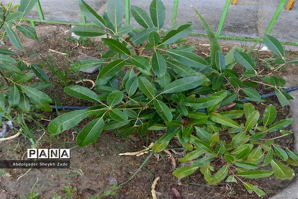 پرورش خلاقیت دانش‌آموزان در کنار پرورش گل و گیاه در چابهار