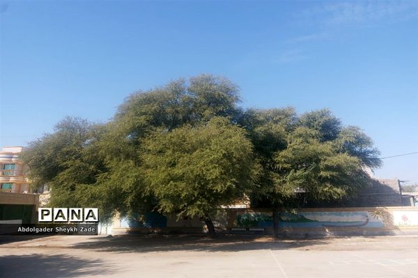 پرورش خلاقیت دانش‌آموزان در کنار پرورش گل و گیاه در چابهار