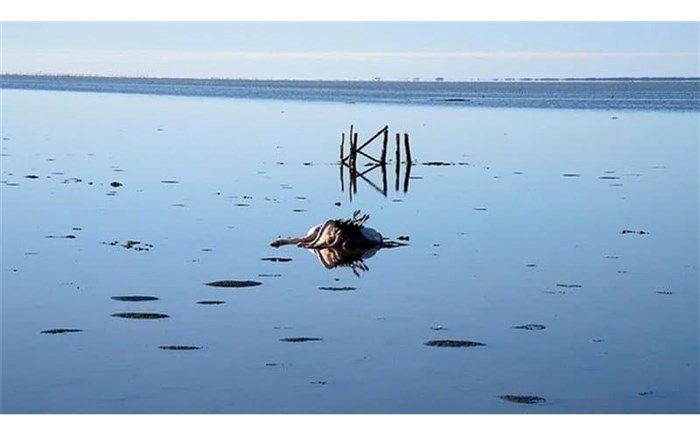 مرگِ زندگی در میانکاله: 13 هزار و 699 پرنده تلف شدند