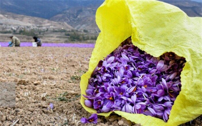 ۲۷ مهر به عنوان روز ملی زعفران ثبت شود