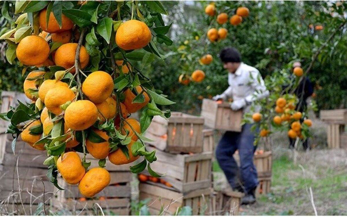 ذخیره سازی ۴۰ هزار تن  میوه  برای شب عید