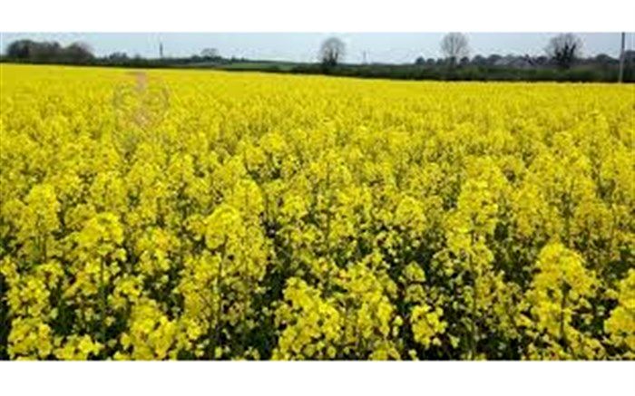 برگزاری کارگاه آموزشی مدیریت مزارع کلزا در نیشابور