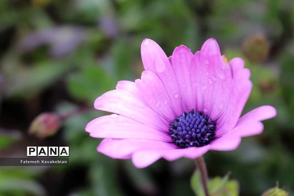 افتتاح پارک محله‌ای «مدافعان سلامت» در ساری