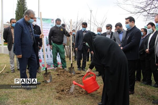 کاشت نهال به یاد زنان شهید، جانباز و آزاده مازندران
