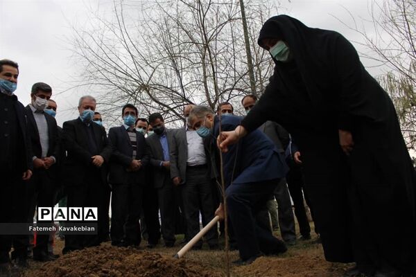 کاشت نهال به یاد زنان شهید، جانباز و آزاده مازندران