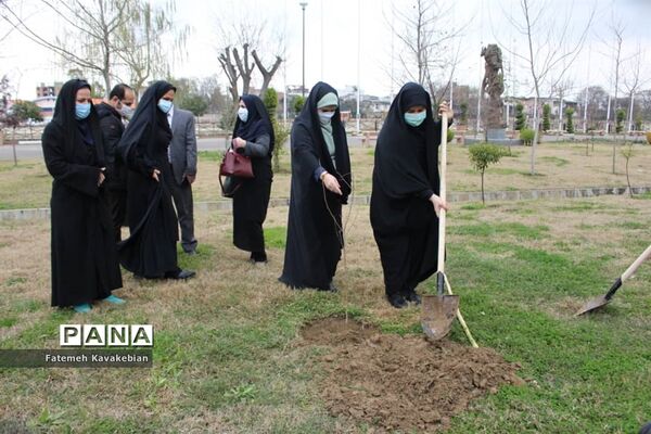 کاشت نهال به یاد زنان شهید، جانباز و آزاده مازندران