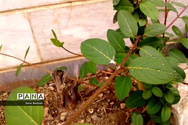 روز درختکاری در منطقه 18 شهر تهران