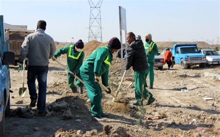 مراسم کاشت نهال‌های اولین باغ زیتون در شهرستان اسلامشهر