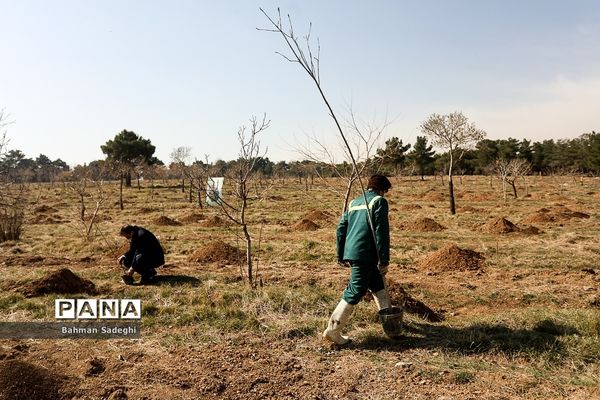 کاشت 1000 اصله نهال در روز درختکاری